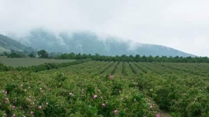 Горно Изворово