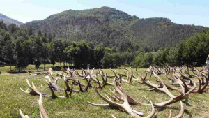 Рога на благороден елен