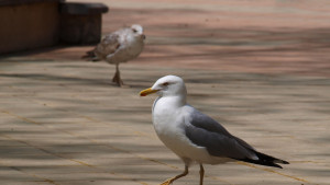 гларуси Варна