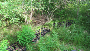 Оранжерия за отглеждане на марихуана край язовир Априлово