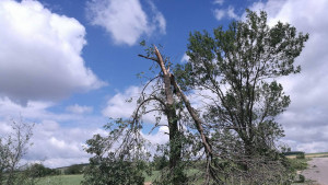 Щетите от бурята в Търговищко