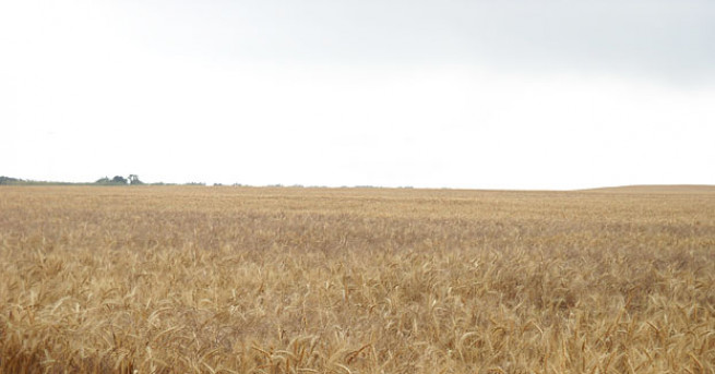 Тазгодишната реколта от пшеница ще бъде рекордна съобщиха от Министерството