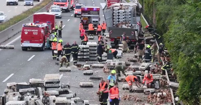 Хиляди кокошки блокираха оживена австрийска магистрала в часа пик във