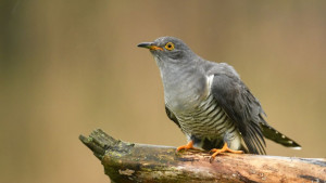 кукувица птица