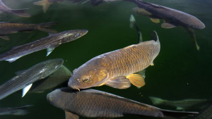 шаран езеро