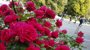 слънчево време