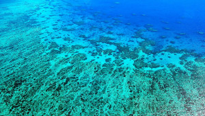 Големият бариерен риф