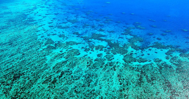 ЮНЕСКО гласува Големият бариерен риф да не е сред застрашените