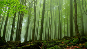 Beech forests