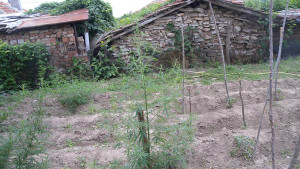 марихуана канабис