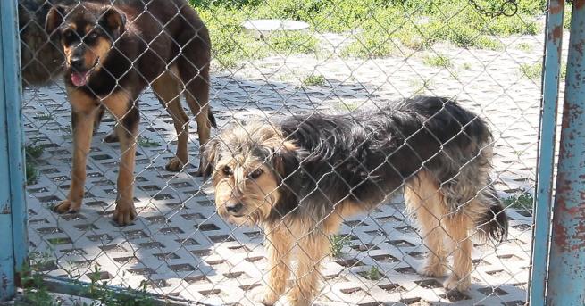 Развъдникът на кучета в ямболското село Маломир не работи законно