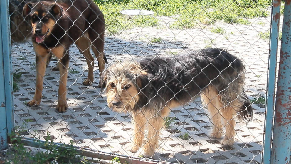  Горещините въздействат и на животните 