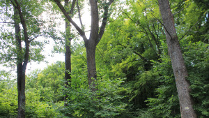 скаути тополи