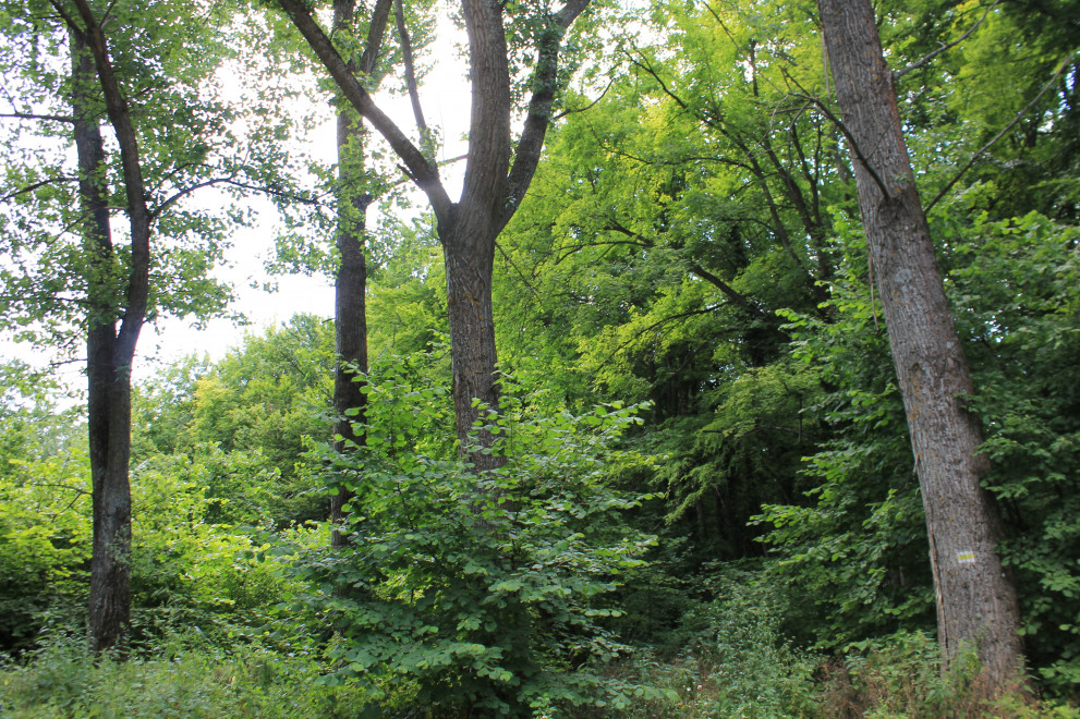 Сигнал до горските подал Добромир Драев