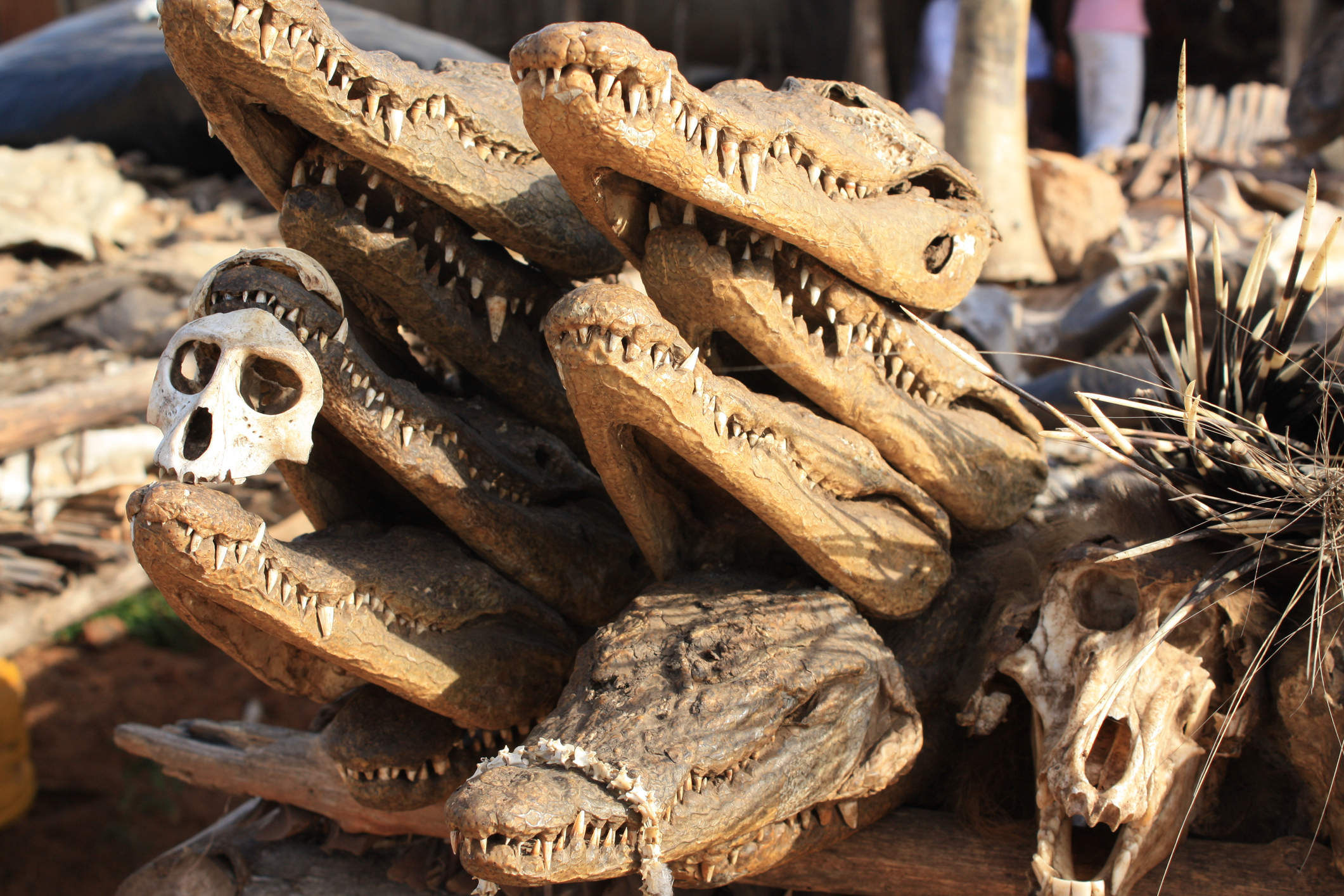 <strong>Пазар Акодесева (Того)</strong><br>
Голяма част от населението на Того практикува уникални традиции и обичаи, които изискват доста странни предмети, неоткриваеми на традиционните пазари. Смалени глави, черепи, плът и още много стряскащи неща могат да бъдат видени на този пазар
