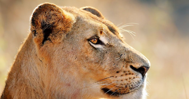 Биолози заснеха как лъвица кърми леопардче в резерват в Танзания