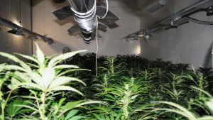 наркооранжерия канабис