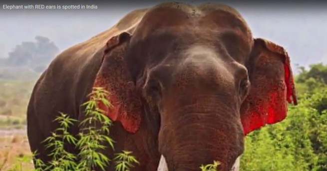 Индиец засне слон с червени уши в резервата Корбет в