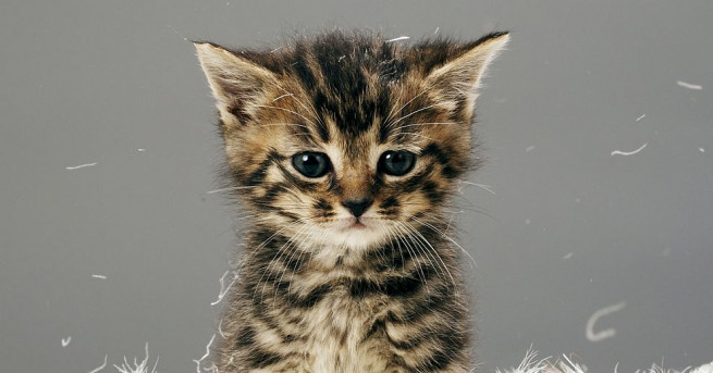 Двойката съвестни плъхове Емил и Реми обгрижват новородени котенца в