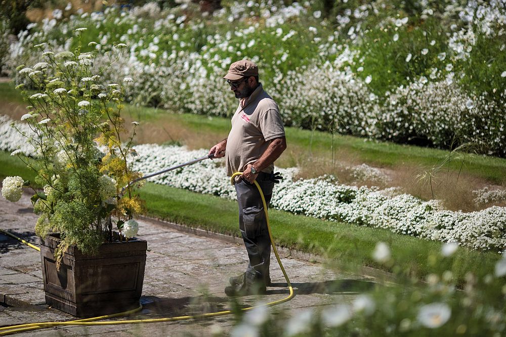Огромна цветна композиция, наречена Бяла градина, беше открита приз пролетта в памет на принцеса Даяна в близост до стените на двореца Кенсингтън в Лондон