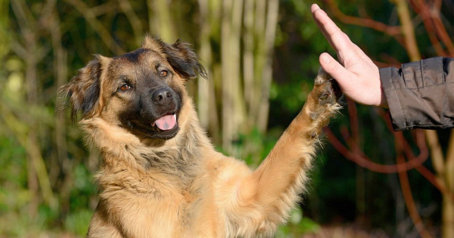 Изключителната дружелюбност на кучетата по скоро се дължи на гените им