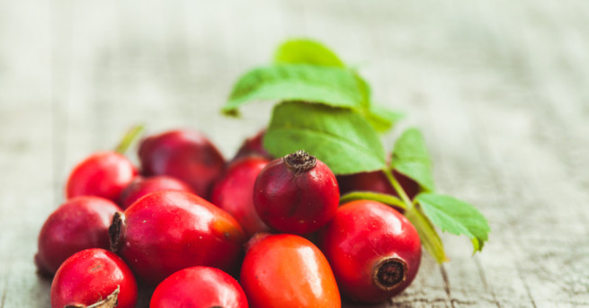 Обикновената шипка е известна с латинското си наименование Rosa canina