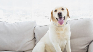 домашни любимци