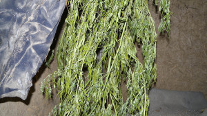 канабис добрич