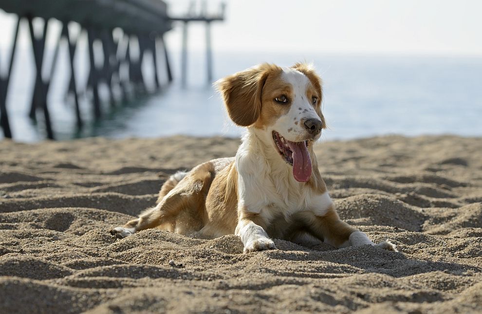 Собствениците на кучета са по-щастливи от хората, които нямат четириног приятел