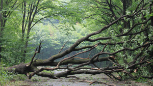 дъб затвори път