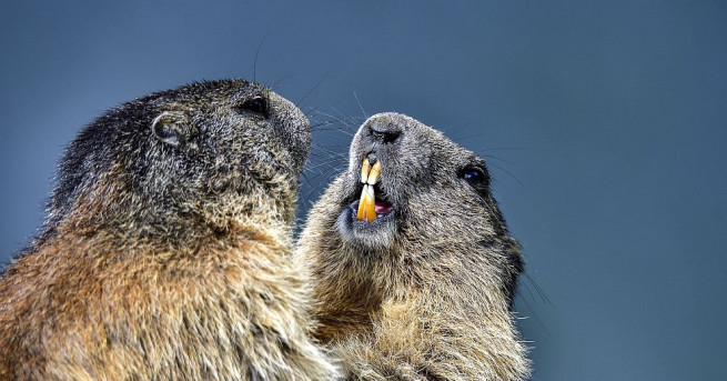 Мармотите изглежда също като хората се поддават на изблици на