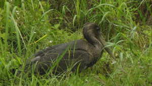 черен щъркел