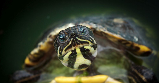Австралийски учени са прибегнали до използването на секс играчки за