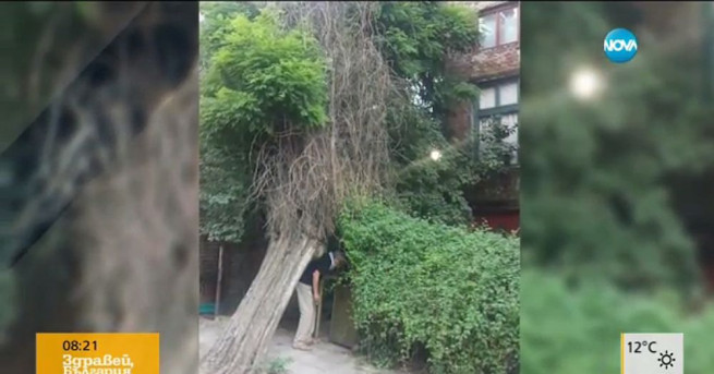 Дърво се е наклонило опасно пред дома на бившия министър
