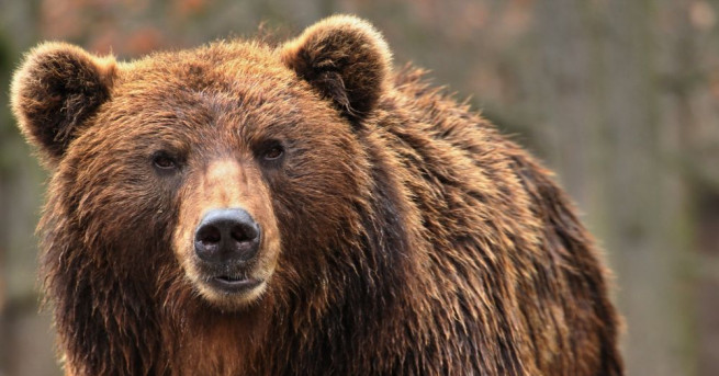 Служител на зоопарк бе убит от мечка в най голямата зоологическа
