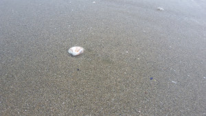 Плаж пясък миди