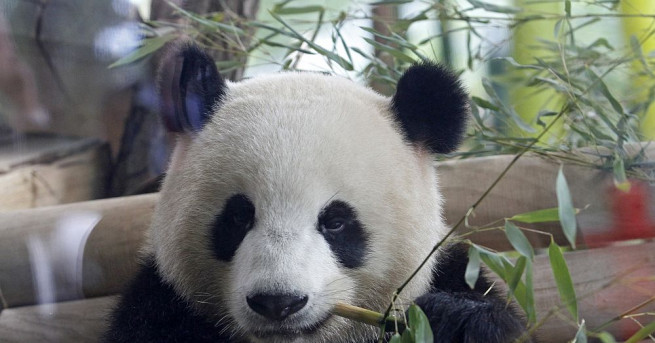 Близначета панди родени и отгледани във Виенския зоопарк отпразнуваха по
