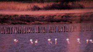 Атанасовско езеро розово