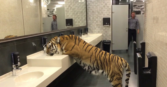 Тигрица беше заснета как небрежно утолява жаждата си в мъжка