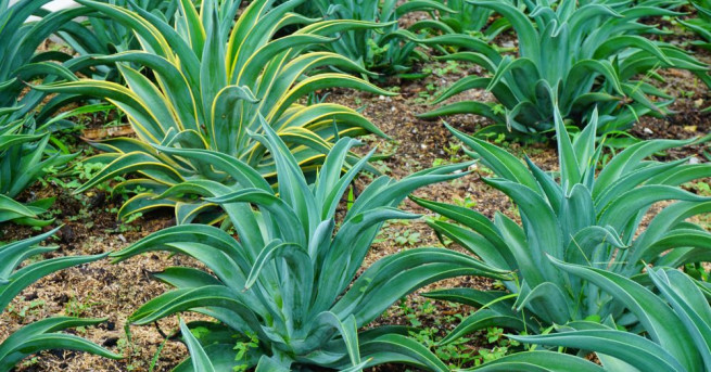 През последните години у нас нашумя сиропът от агаве и