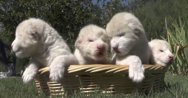 Четири бели лъвчета се родиха на Световния ден на лъва