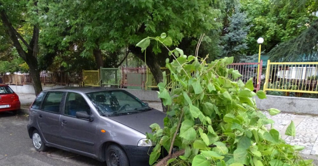 Силният вятър отчупи клон от дърво и го стовари върху