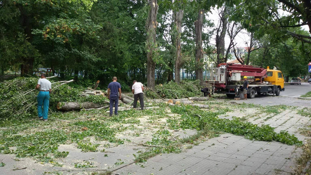 Премахват опасни дървета край Хуманитарната гимназия