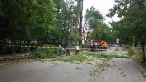 Премахват опасни дървета край Хуманитарната гимназия