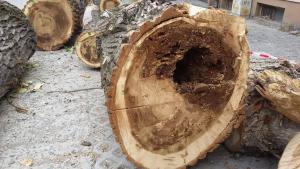 Премахват опасни дървета край Хуманитарната гимназия