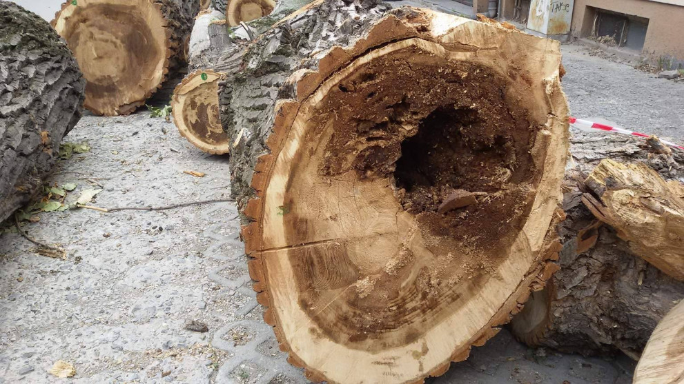 Премахват опасни дървета край Хуманитарната гимназия