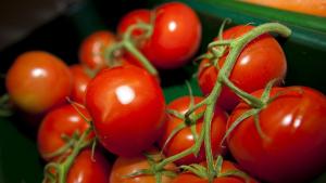 Турция премахна забраната за износ на домати предадоха медиите в