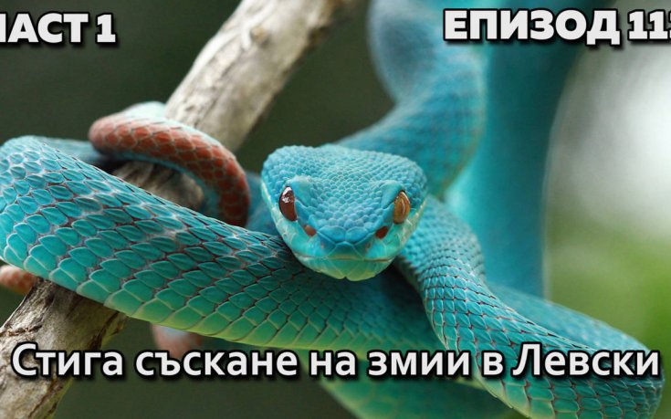 Стига съскане на змии в Левски