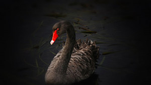 черен лебед