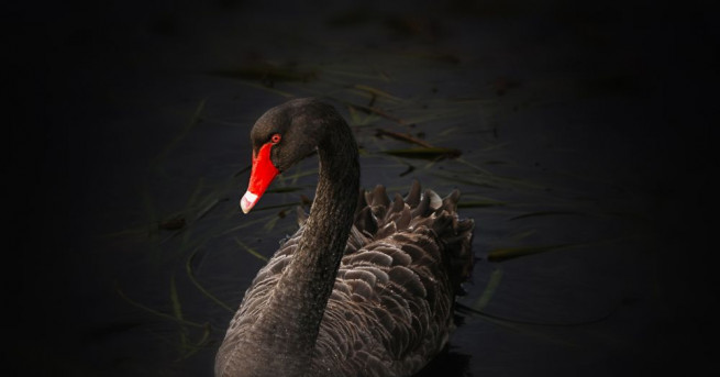 Самотен женски черен лебед си намери партньор след като служители